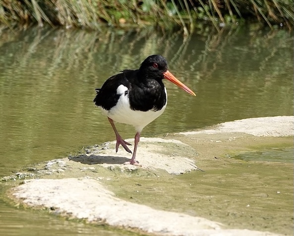 oystercatcher